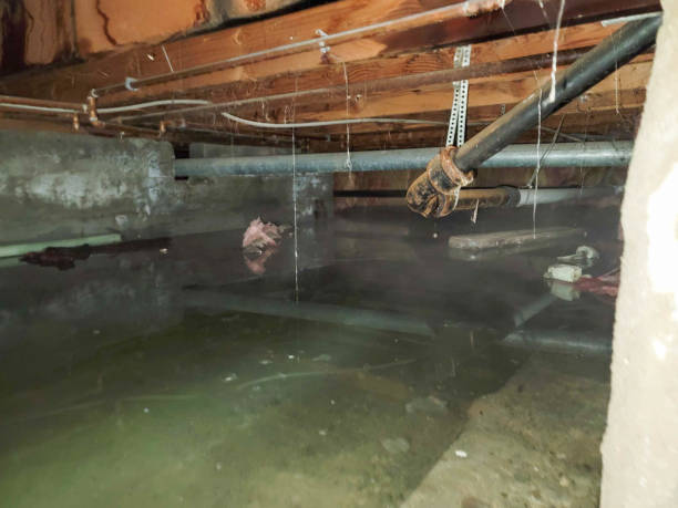 Best Water damage restoration services  in Quail Ridge, FL
